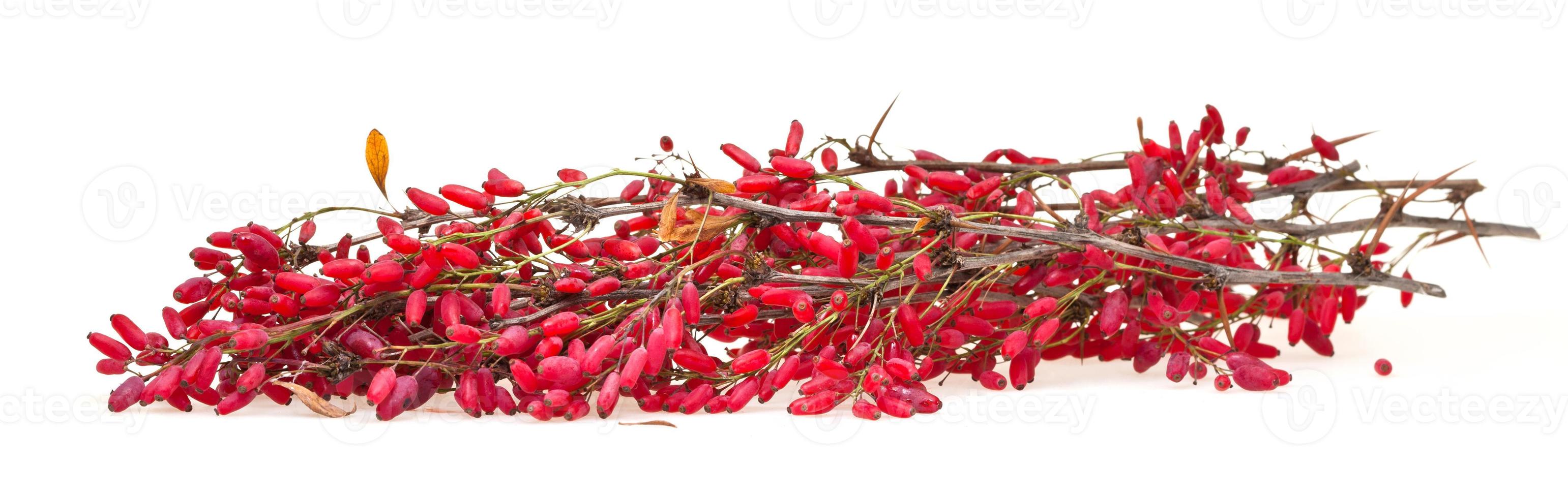 red berberis sprig with ripe fruits on white photo