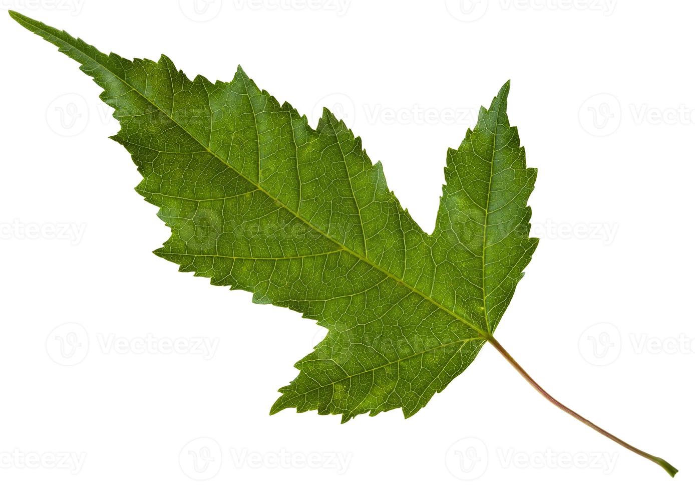 green leaf of Acer tataricum maple tree isolated photo