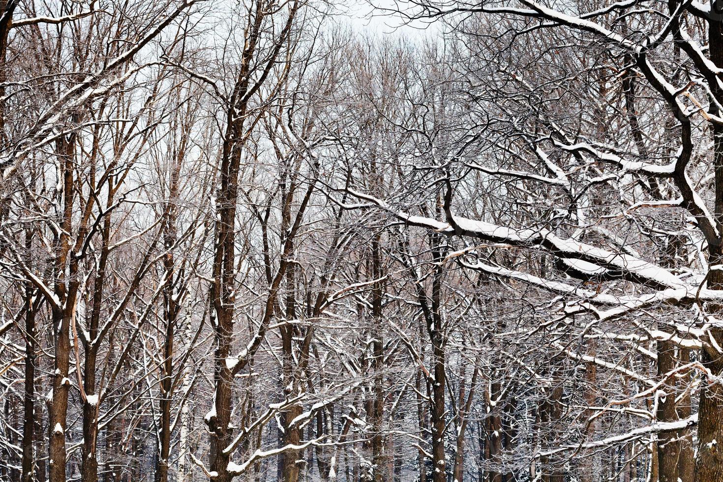 ramas de roble bajo la nieve foto