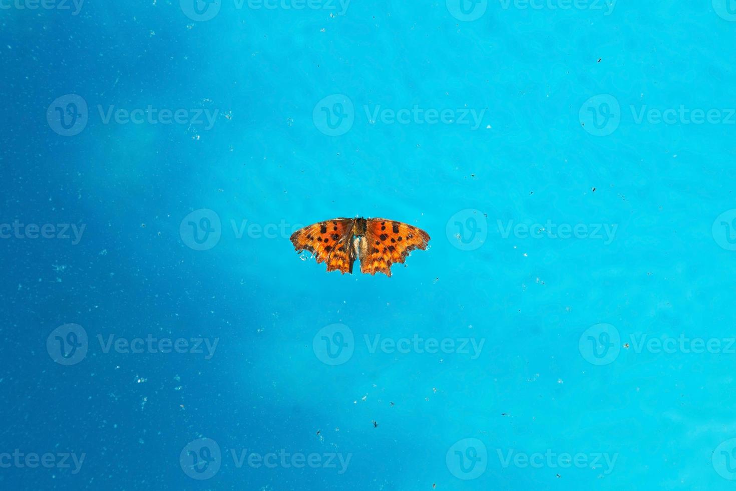 dead insects and dirt on surface of water photo