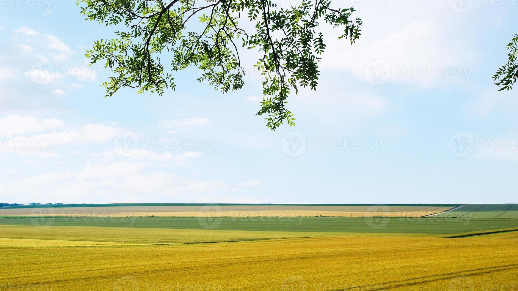 campos agrícolas en la región de champagne de francia foto