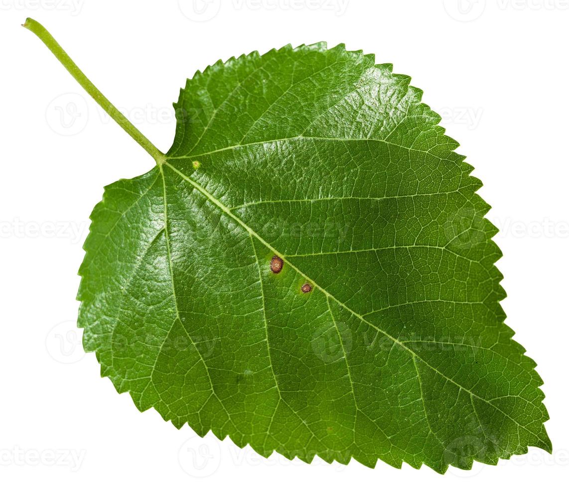 fresh leaf of Morus tree blackberry isolated photo