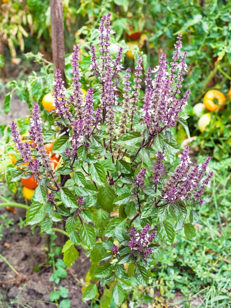 flowering basil in garden photo