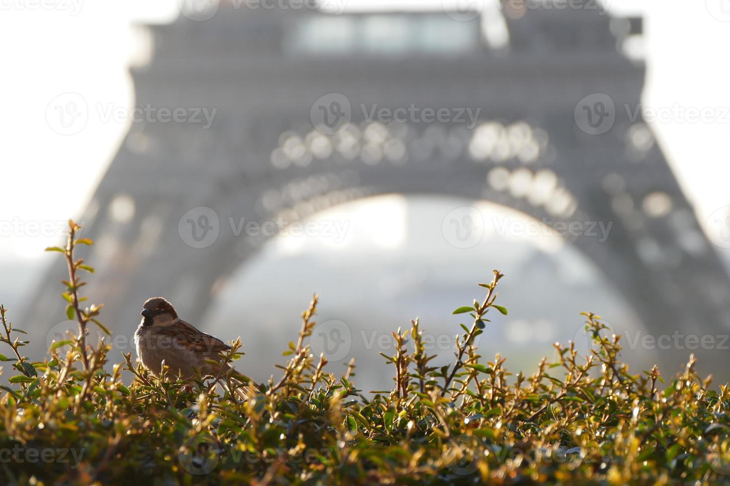 gorrión con una vista parcial de la torre eiffel en el fondo durante la hora dorada foto