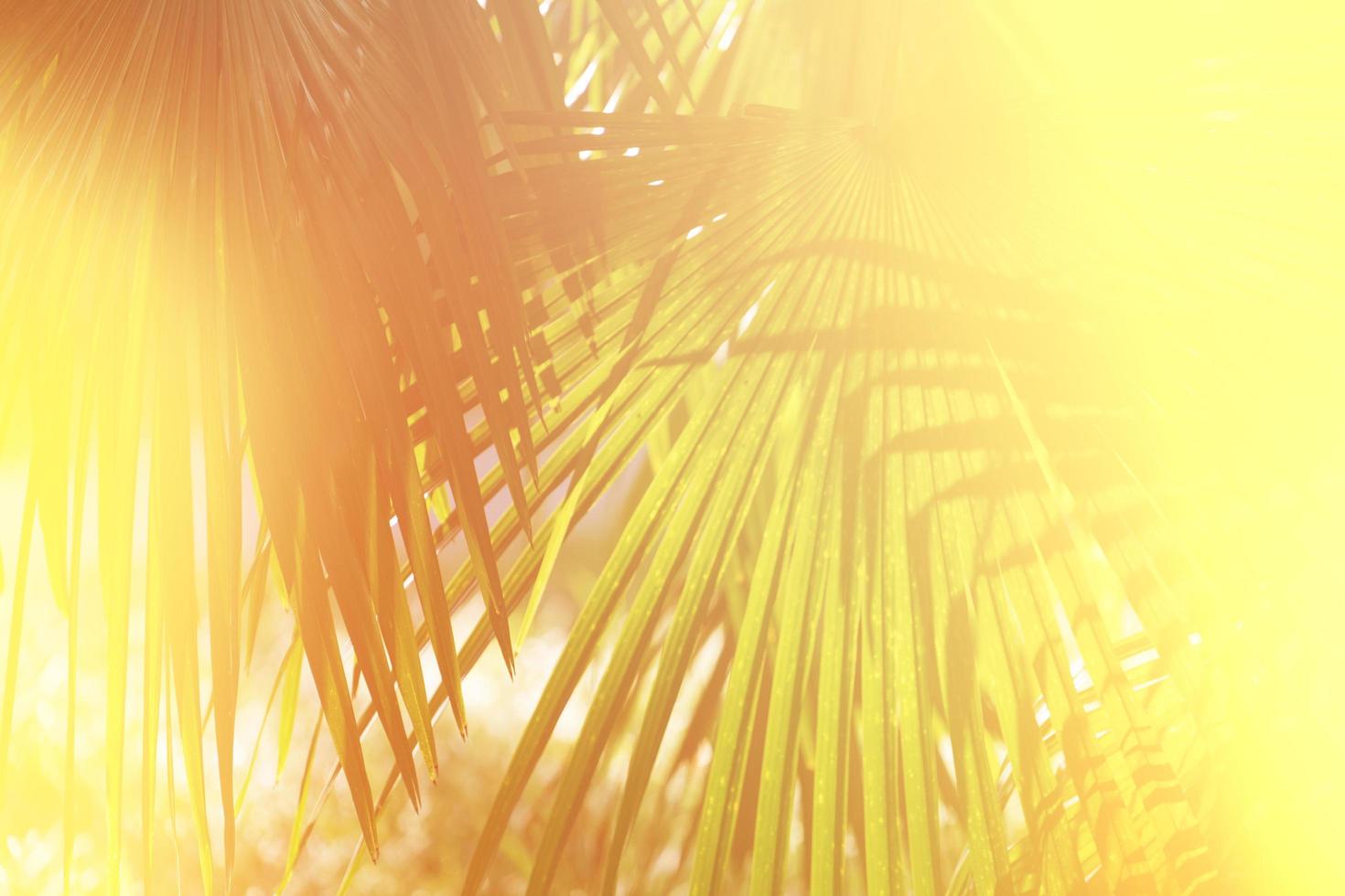 Glowing yellow tropical background with palm leaves photo