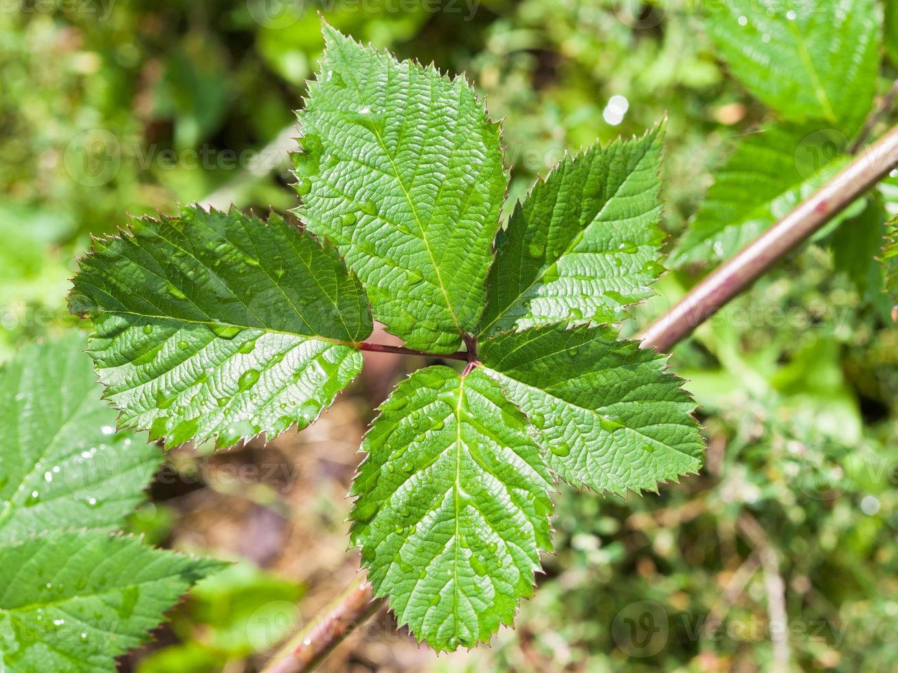 green leaves of blackberry bush photo