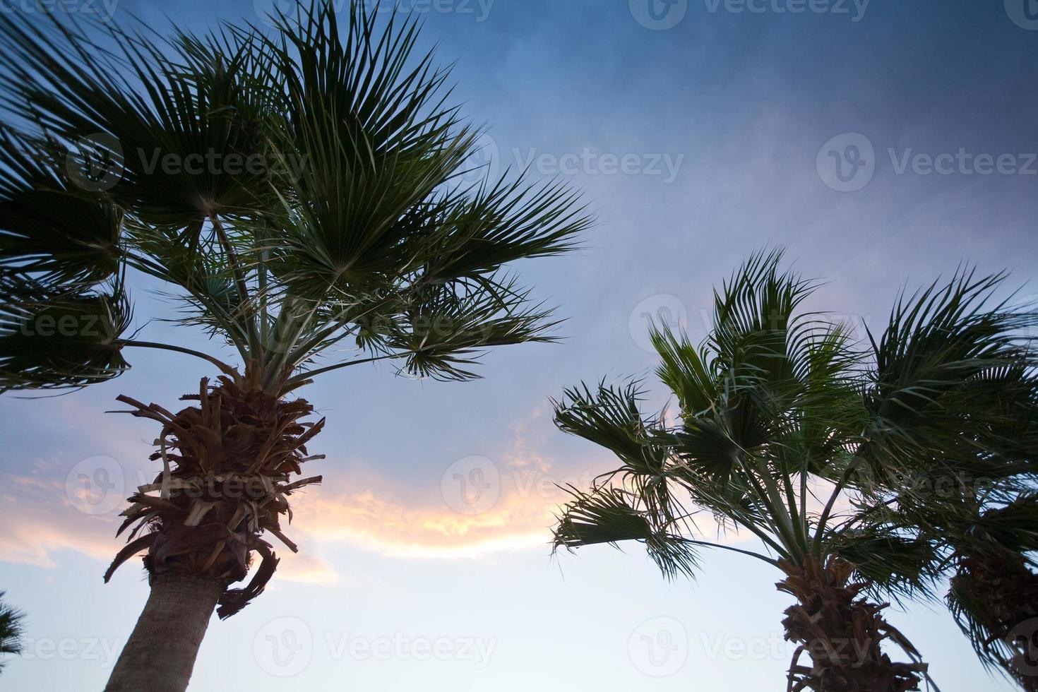 palm trees in sunset sky photo