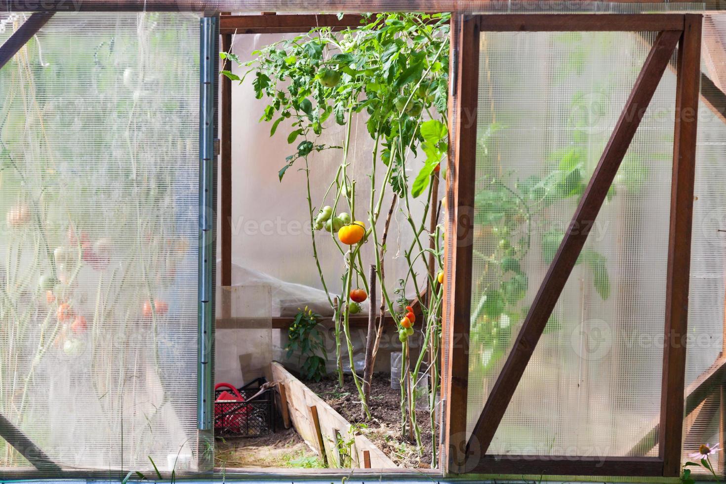 greenhouse with tomatoes photo