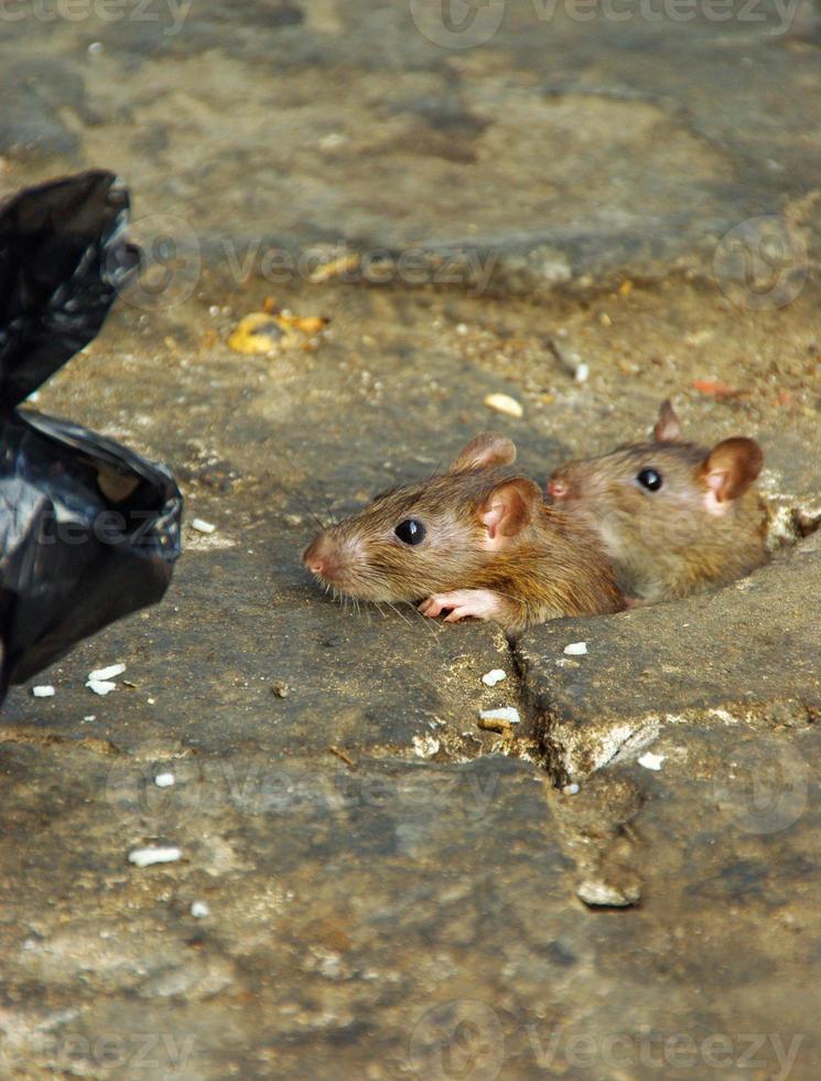 Two rats about to dive into garbage bag photo
