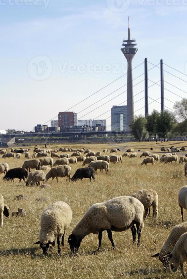 rebaño de ovejas pastando en un campo seco en dusseldorf, alemania foto