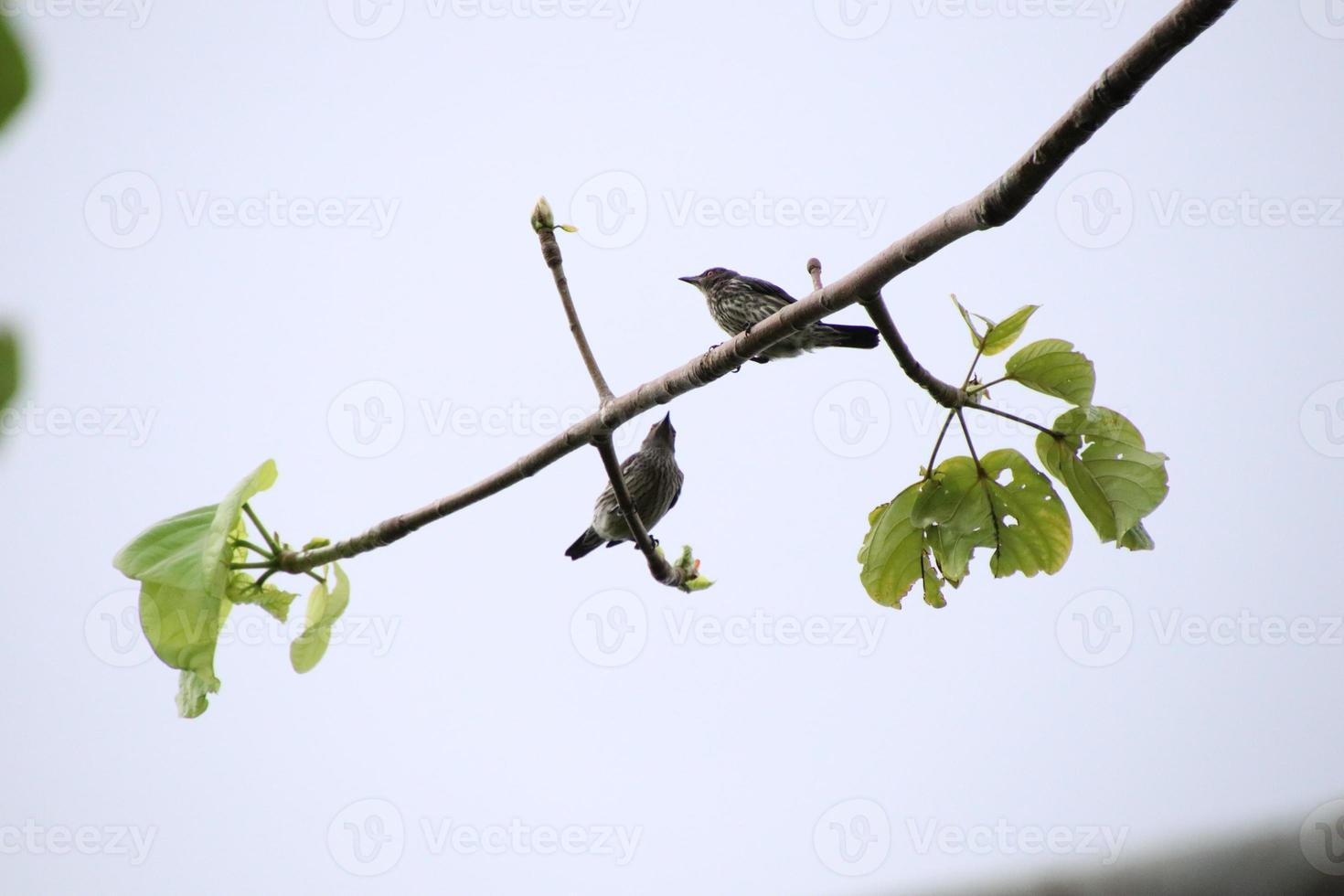 Asian Glossy Starling photo