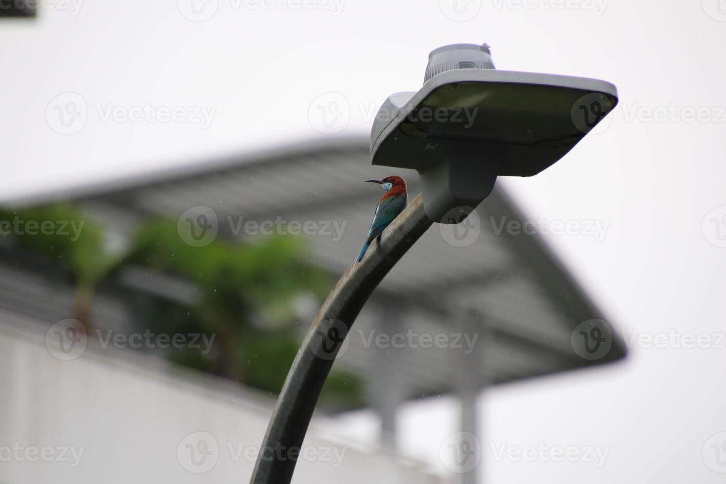 Blue throated bee eater photo