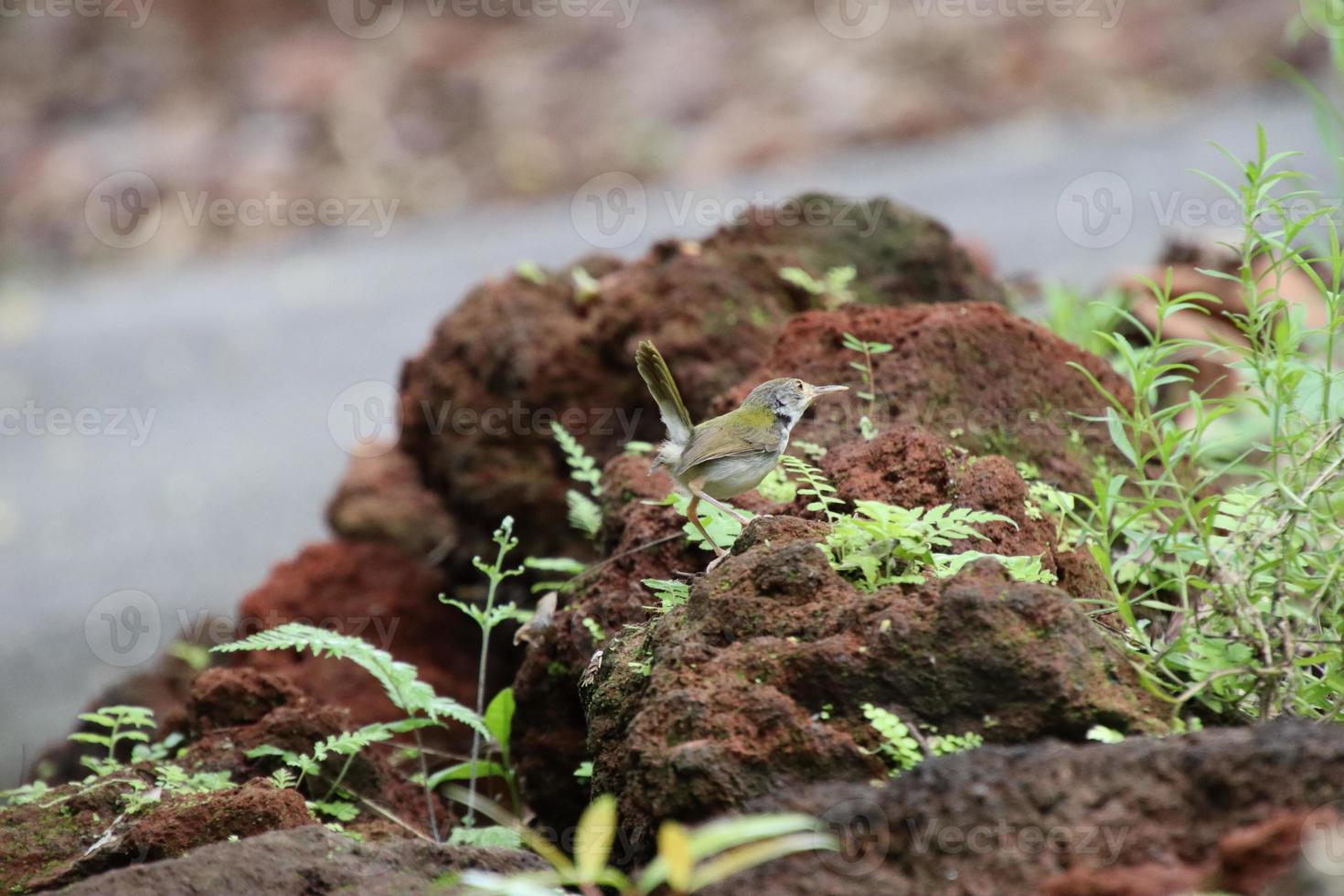 Common Tailorbird in natural environments photo