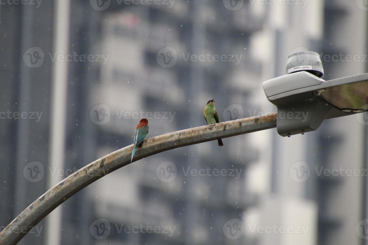 Blue throated bee eater photo