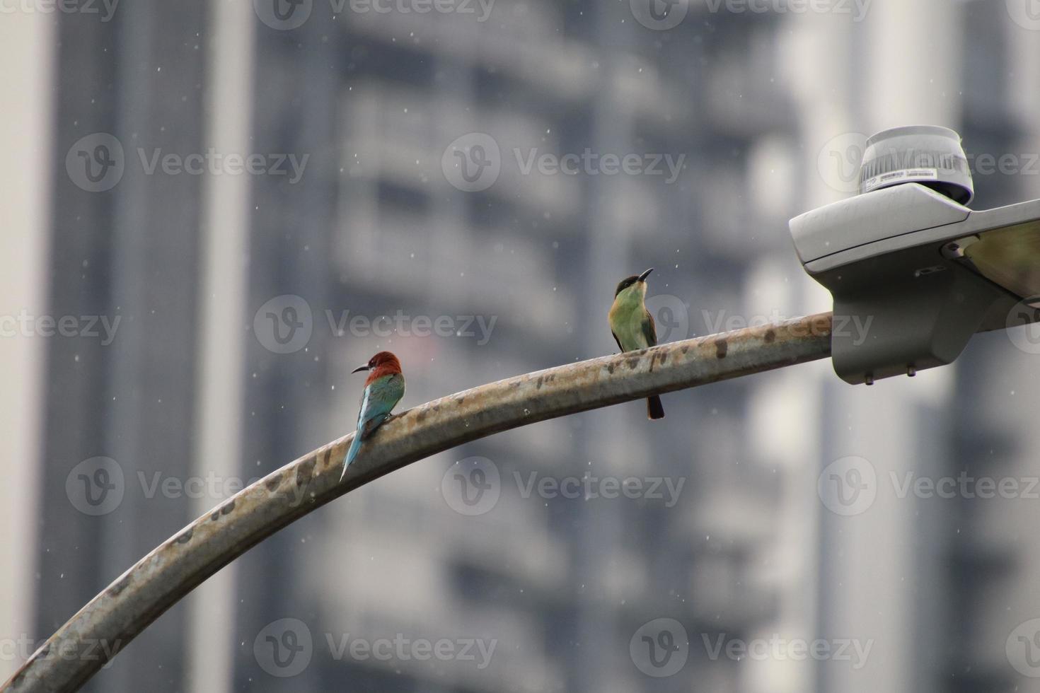 Blue throated bee eater photo