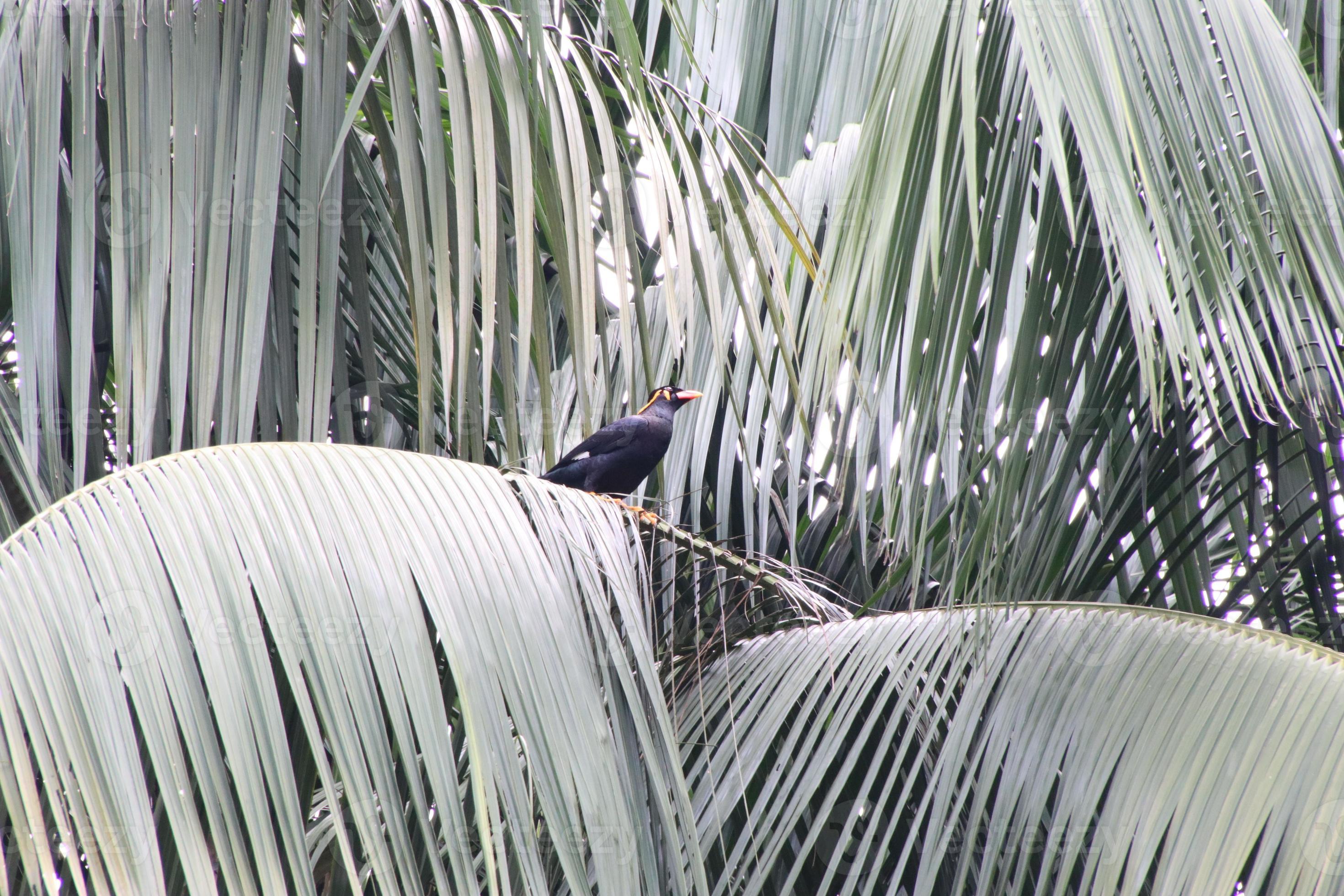 Greater Indian Hill Mynah:  Facts That Will Astound You! - tnkr0l7