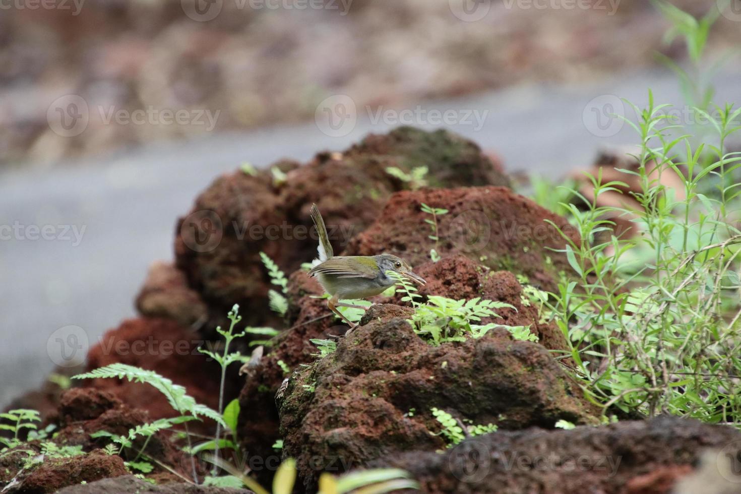 Common Tailorbird in natural environments photo