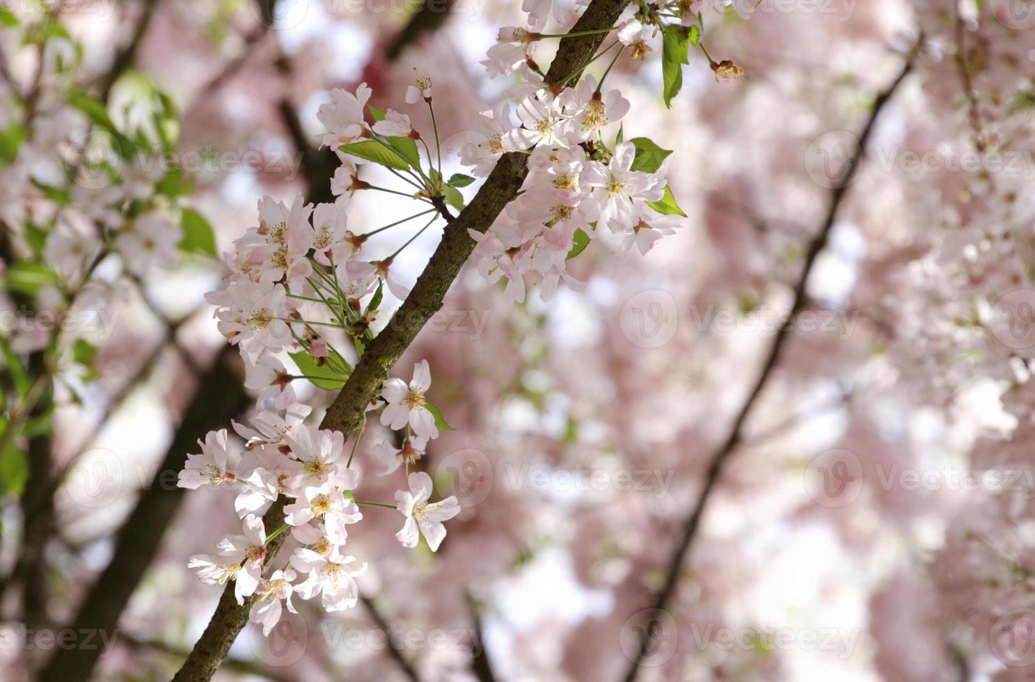 temporada de sakura - árbol de flor de cerezo en tokio, japón foto