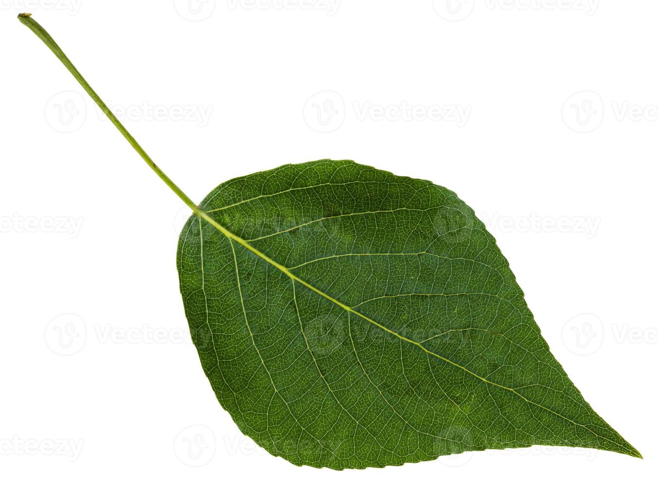 hoja verde de álamo negro aislado foto