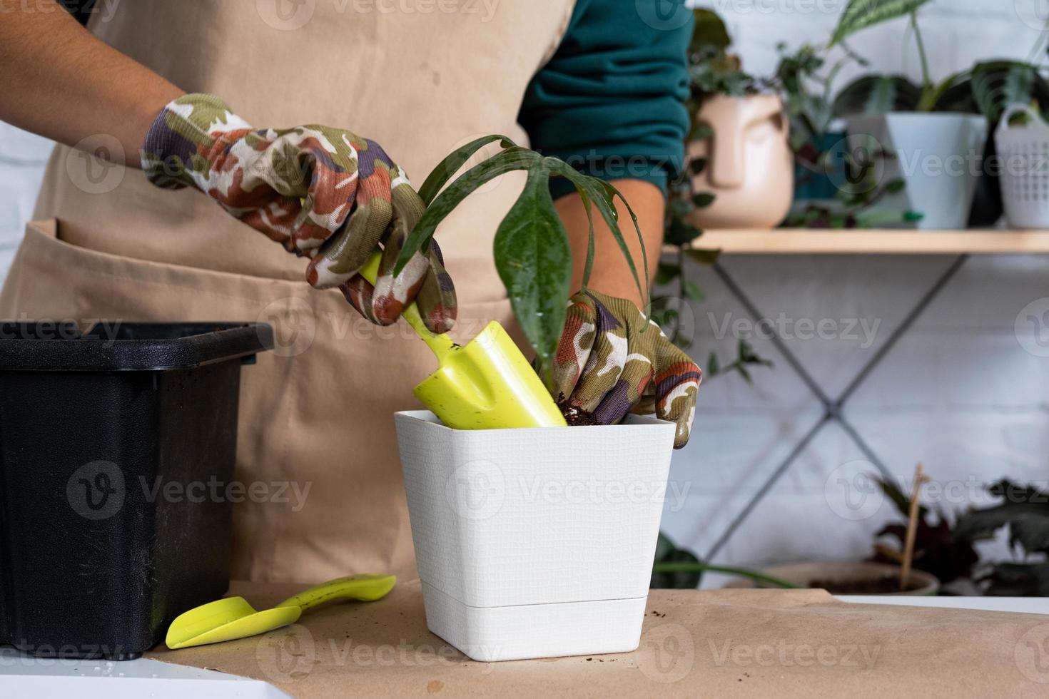 Transplanting a home plant Philodendron into a new pot. A woman plants a stalk with roots in a new soil. Caring and reproduction for a potted plant, hands close-up photo