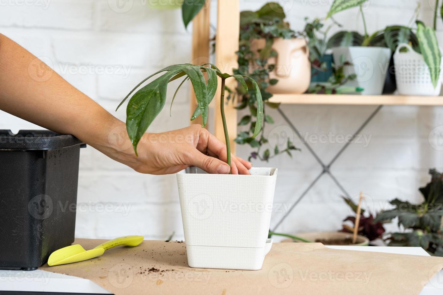 Transplanting a home plant Philodendron into a new pot. A woman plants a stalk with roots in a new soil. Caring and reproduction for a potted plant, hands close-up photo