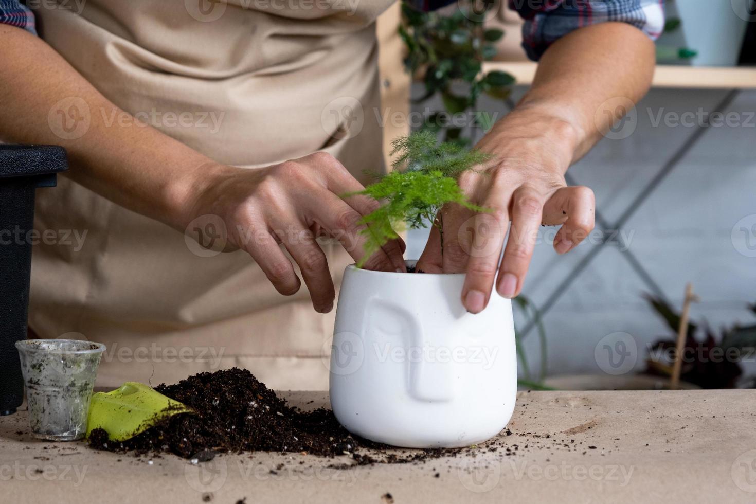 Transplanting a home plant asparagus into a pot with a face. A woman plants a stalk with roots in a new soil. Caring for a potted plant, hands close-up photo