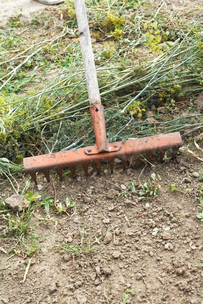 cleaning mown grass by rake in garden photo