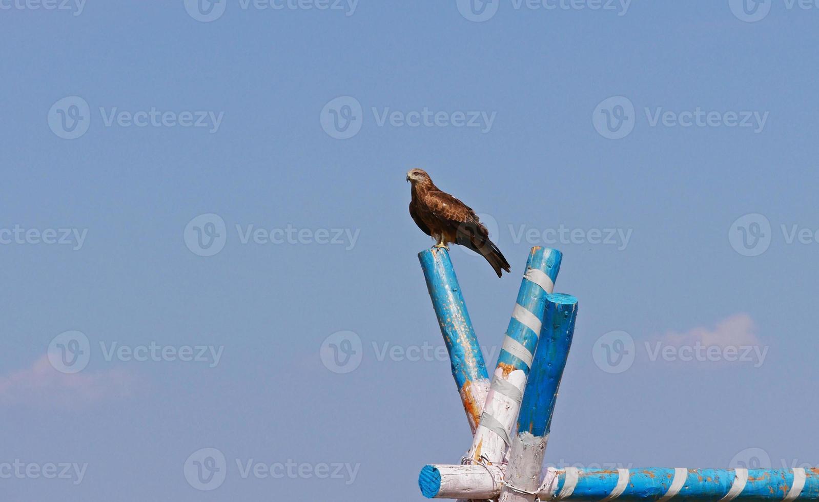 Falcon sitting on a wooden post in Kazakhstan photo