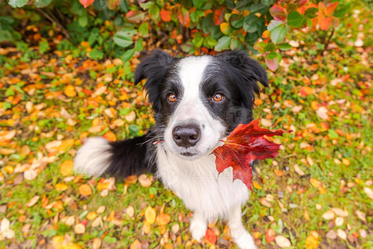 Funny puppy dog border collie with orange maple fall leaf in mouth sitting on park background outdoor. Dog sniffing autumn leaves on walk. Hello Autumn cold weather concept. photo