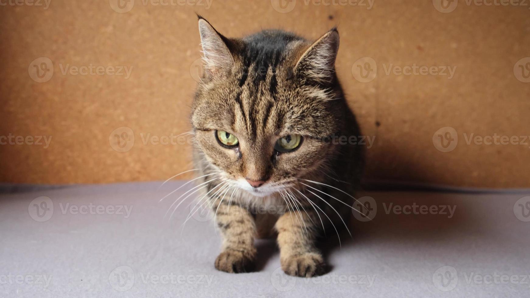 Funny portrait arrogant short haired domestic tabby cat posing on dark brown background. Little kitten playing resting at home indoor. Pet care and animal life concept. photo