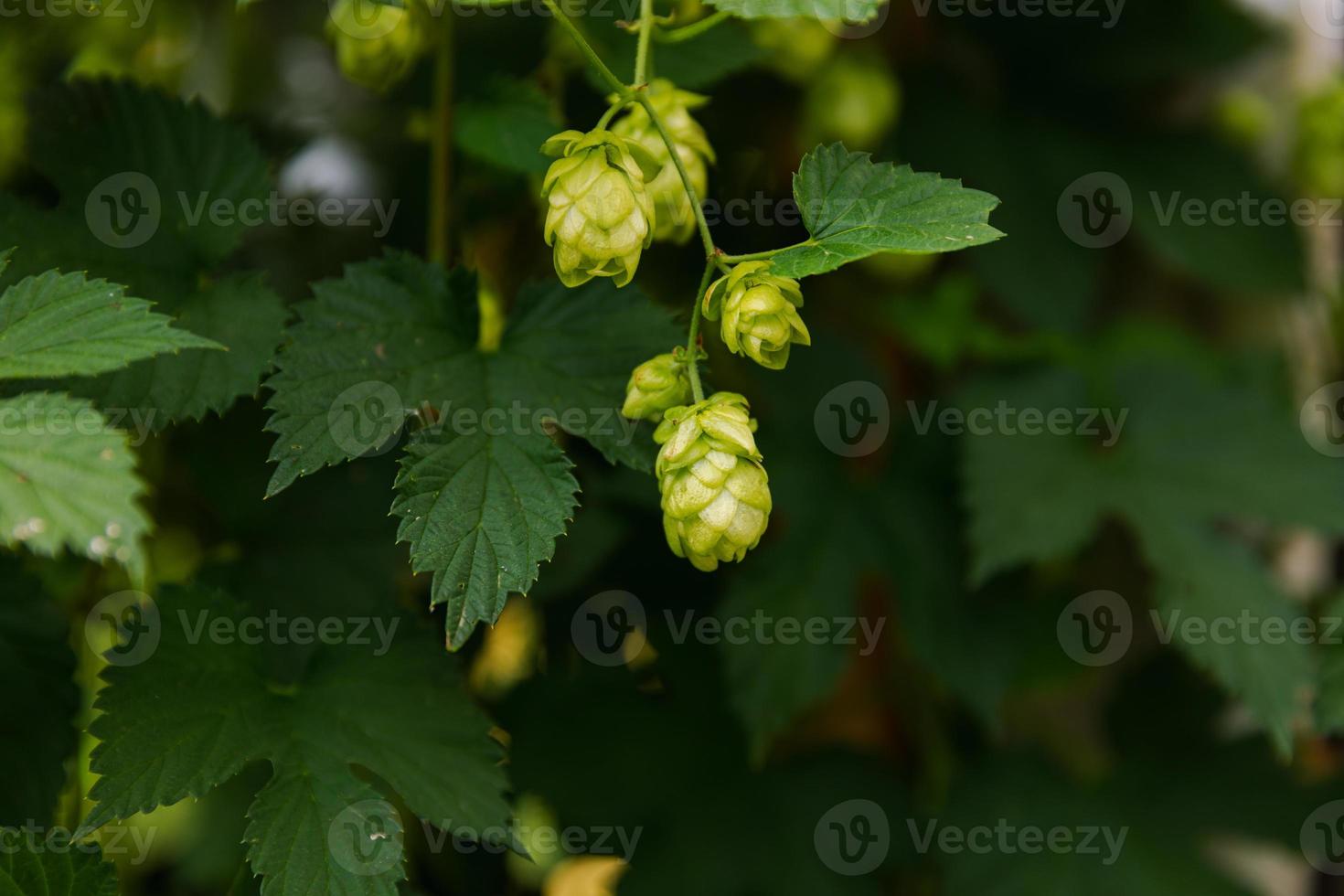 Farming and agriculture concept. Green fresh ripe organic hop cones for making beer and bread, close up. Fresh hops for brewing production. Hop plant growing in garden or farm. photo