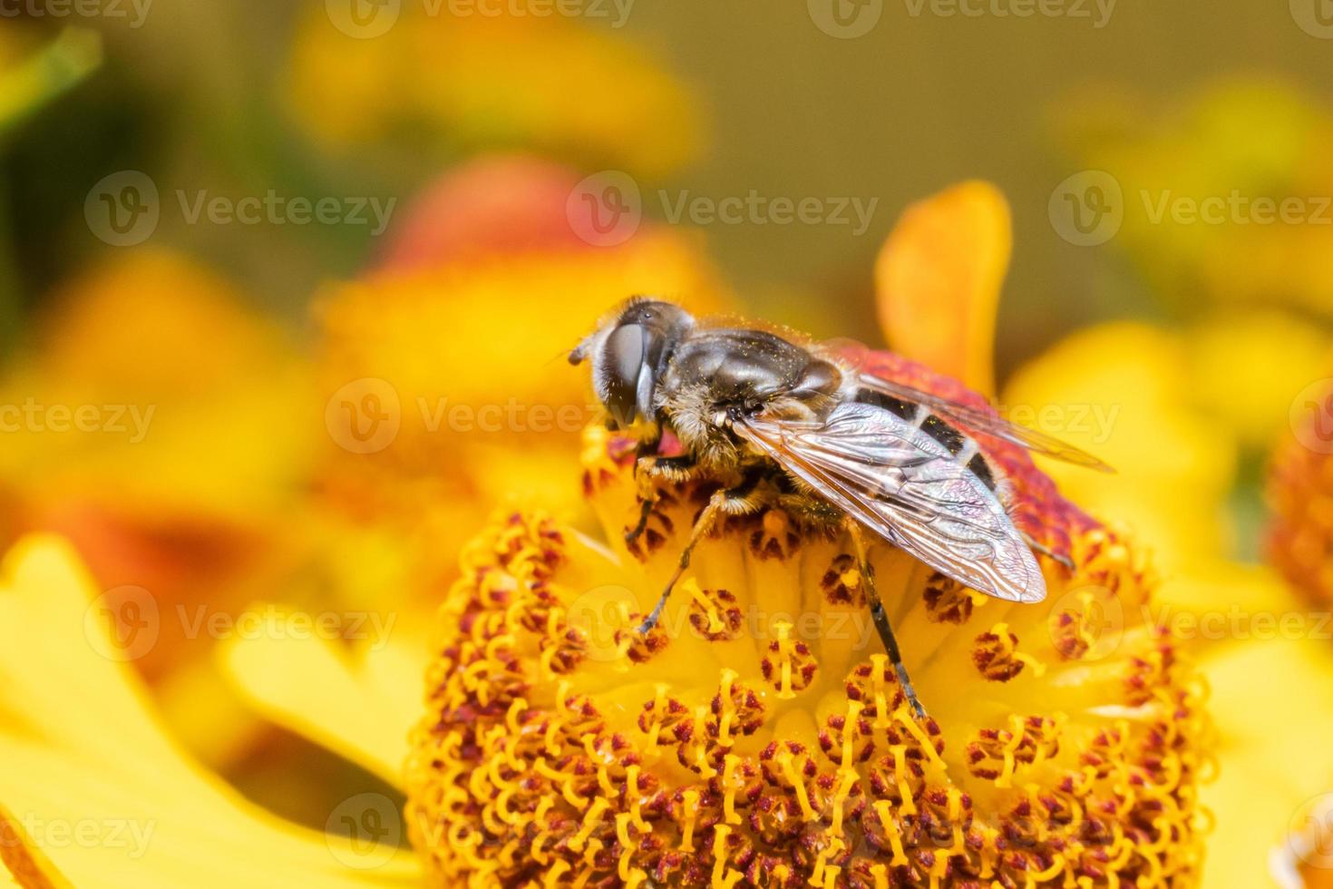 Honey bee covered with yellow pollen drink nectar, pollinating flower. Inspirational natural floral spring or summer blooming garden background. Life of insects, Extreme macro close up selective focus photo