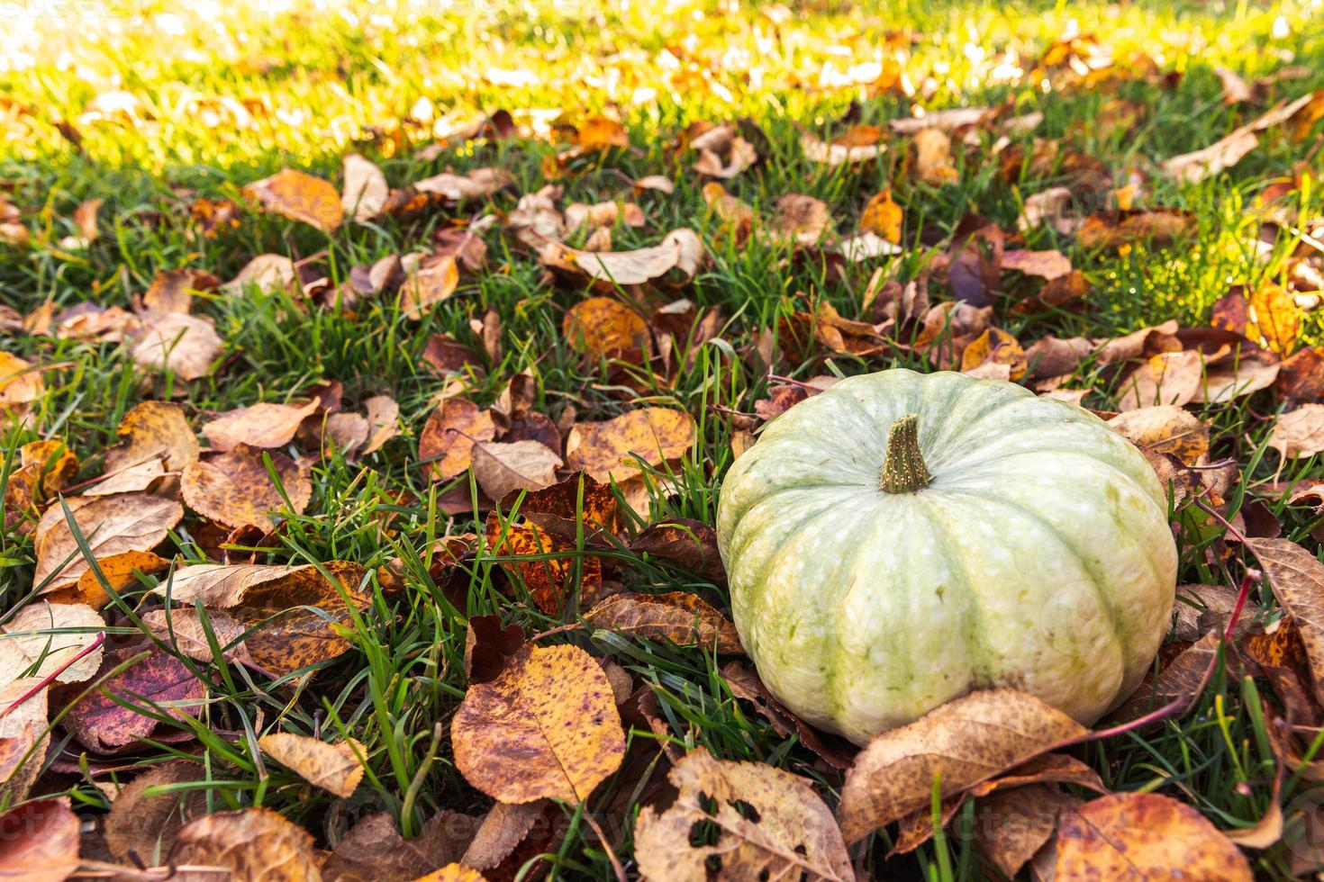 Autumnal Background. Autumn fall pumpkin on dried fall leaves garden background outdoor. October september wallpaper Change of seasons ripe organic food concept Halloween party Thanksgiving day. photo