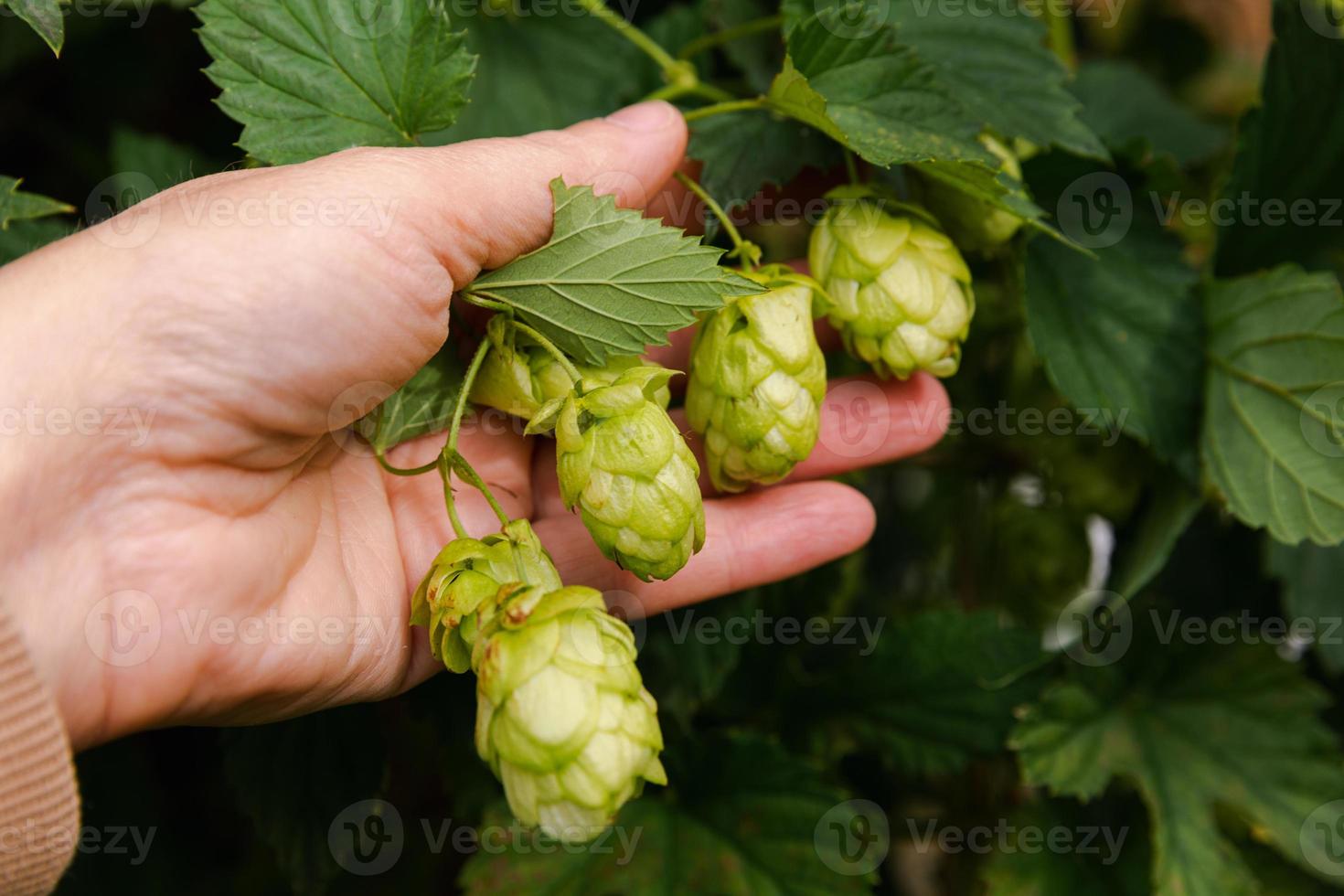 Farming and agriculture concept. Woman farm worker hand picking green fresh ripe organic hop cones for making beer and bread. Fresh hops for brewing production. Hop plant growing in garden or farm. photo