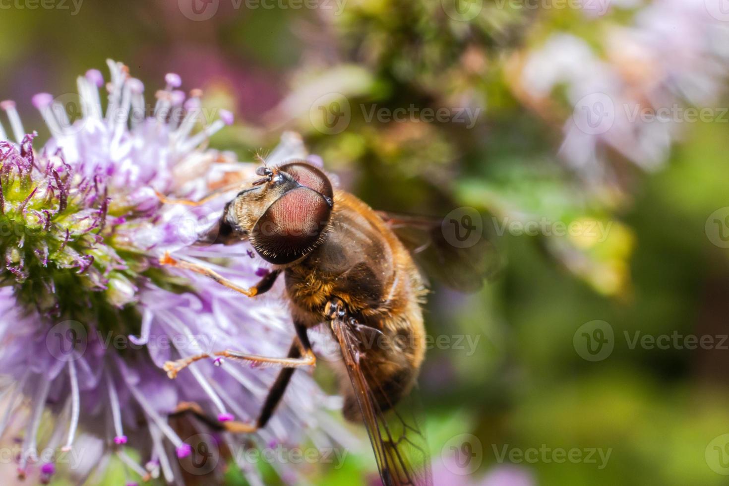 Honey bee covered with yellow pollen drink nectar, pollinating flower. Inspirational natural floral spring or summer blooming garden background. Life of insects, Extreme macro close up selective focus photo