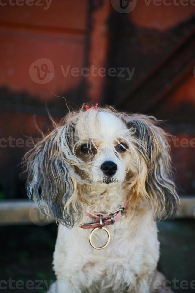 The Chinese Crested dog, beautiful chinese feather. Dog lady photo