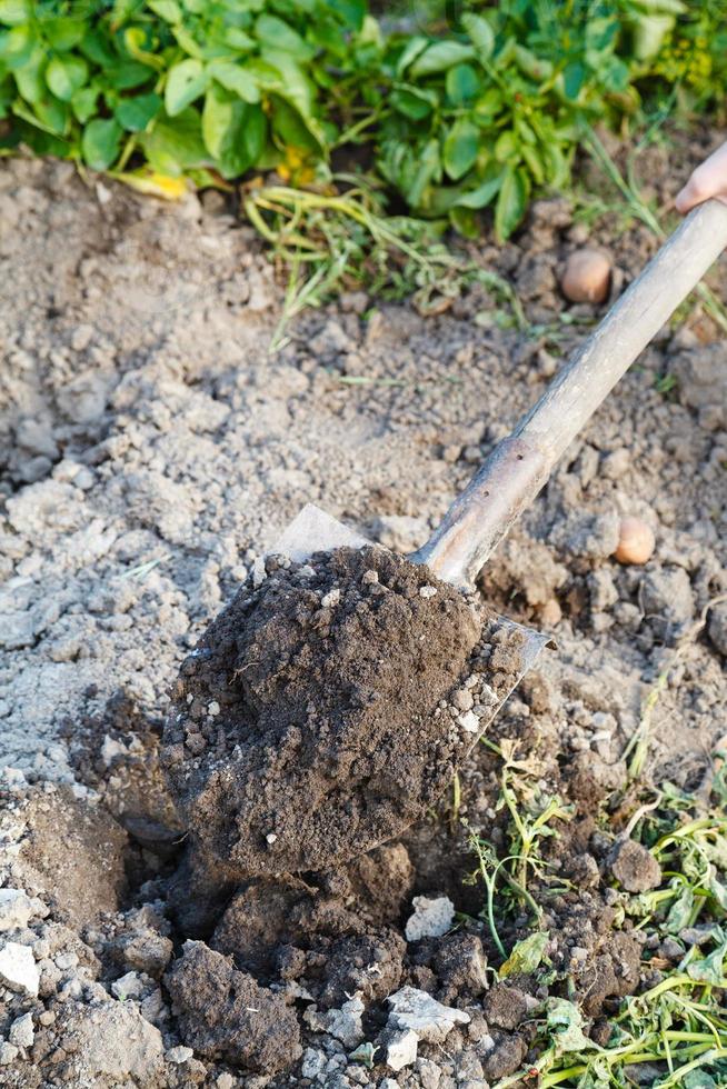 digging of garden bed by spade photo