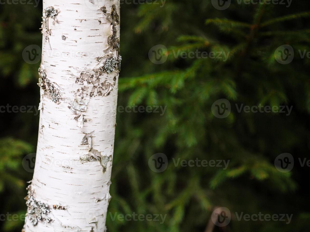 white trunk of birch tree and blurred green spruce photo