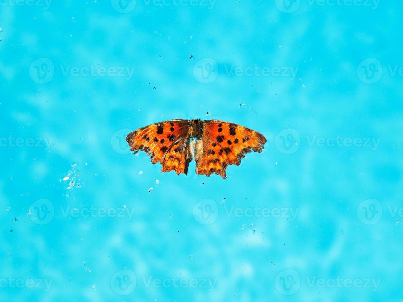 dead insects and butterfly on surface of water photo