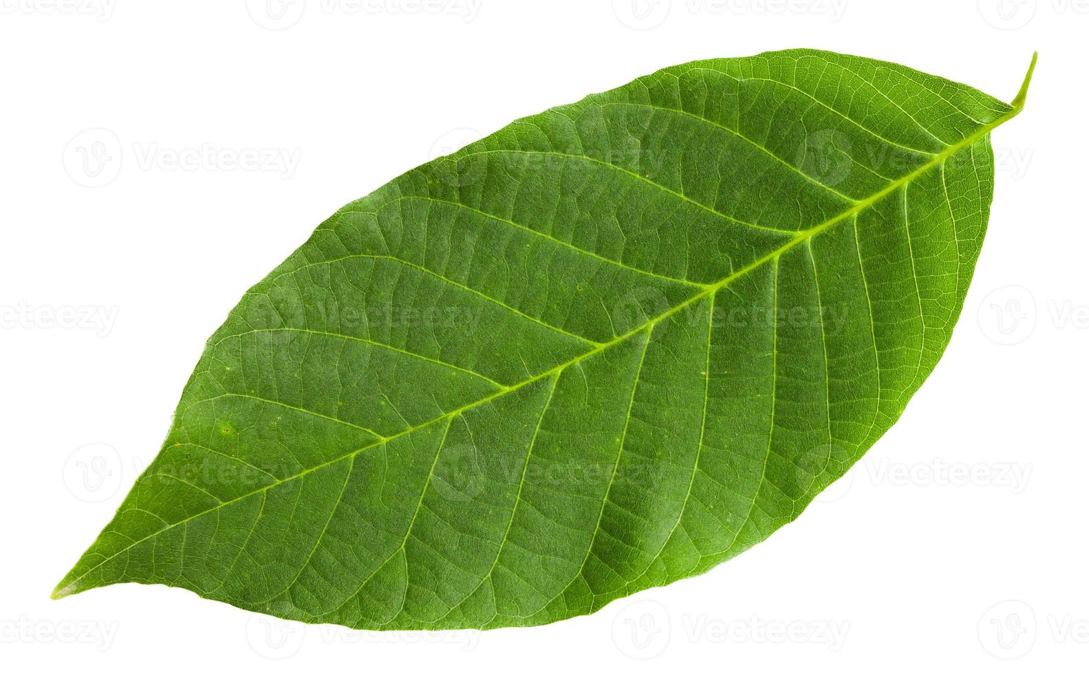 green leaf of Common Walnut tree isolated photo