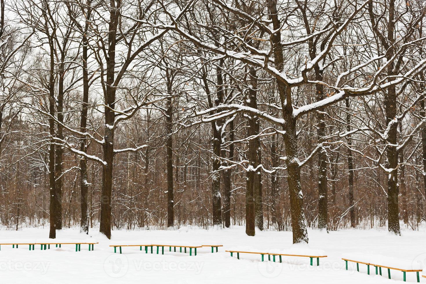 snow covered benches and trees in city park photo
