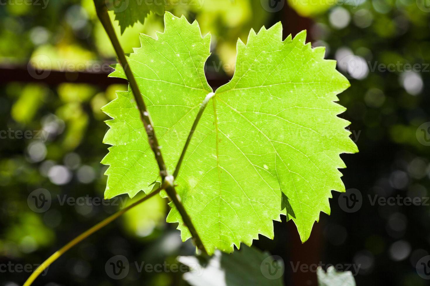 hoja verde de uva iluminada por el sol en el viñedo foto