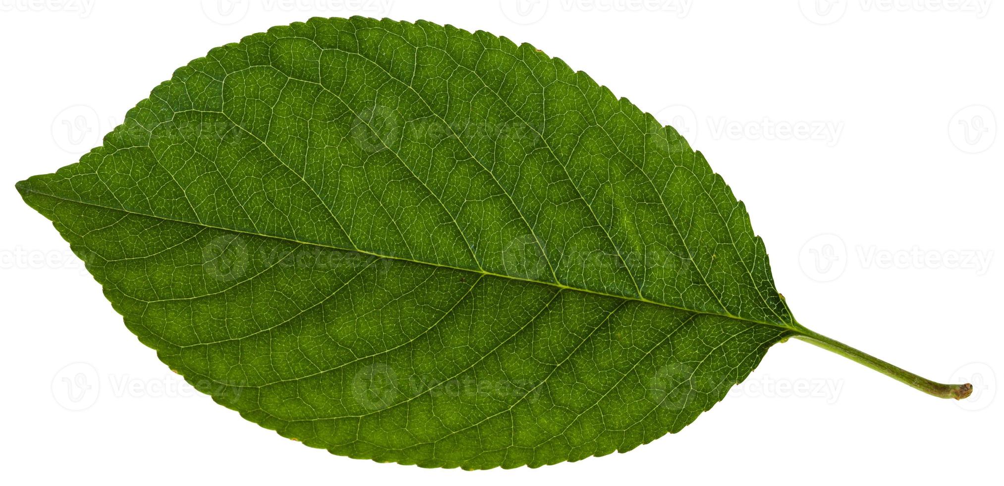green leaf of Prunus plum tree isolate photo