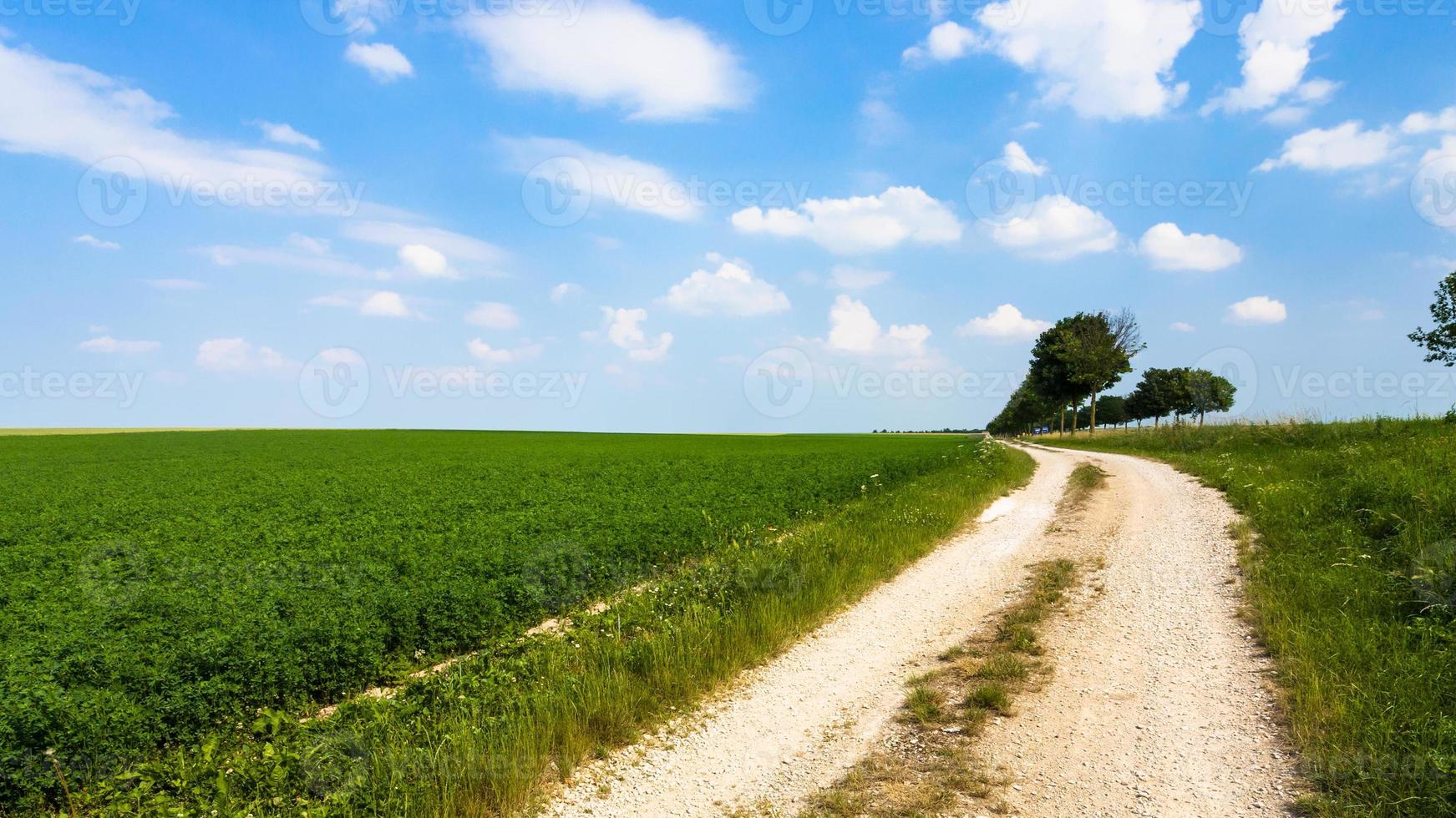 camino rural a lo largo del campo verde de alfalfa en francia foto