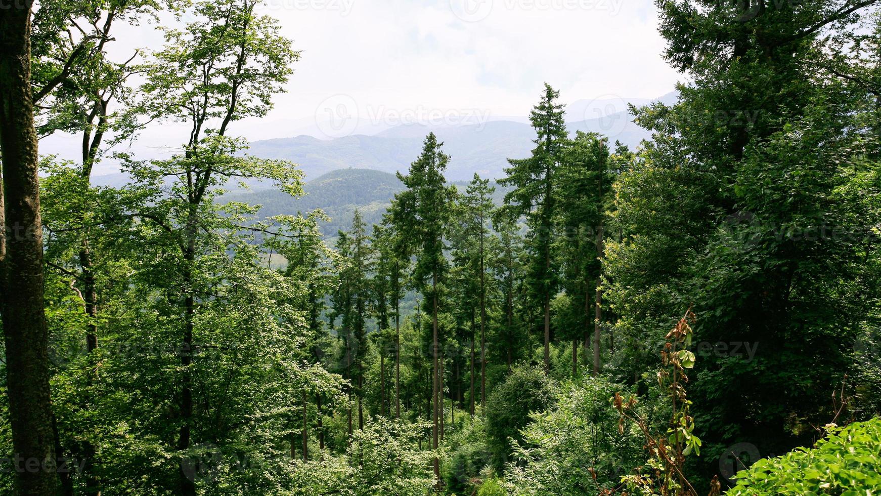 green woodland in Vosges Mountains in Alsace photo