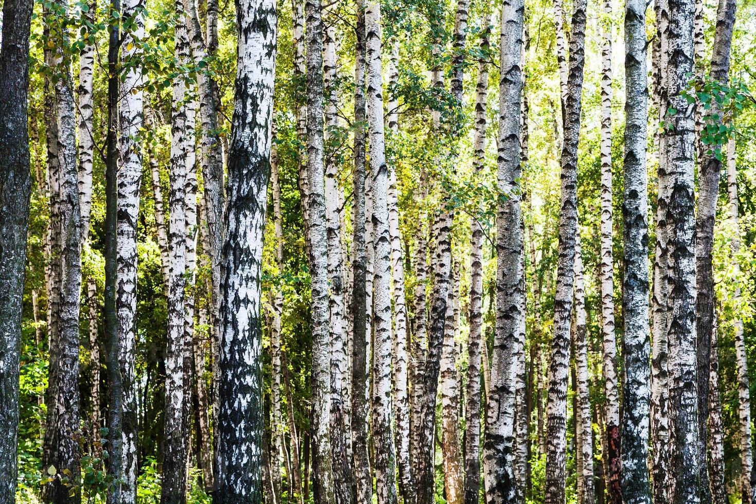 birch trees forest in summer day photo