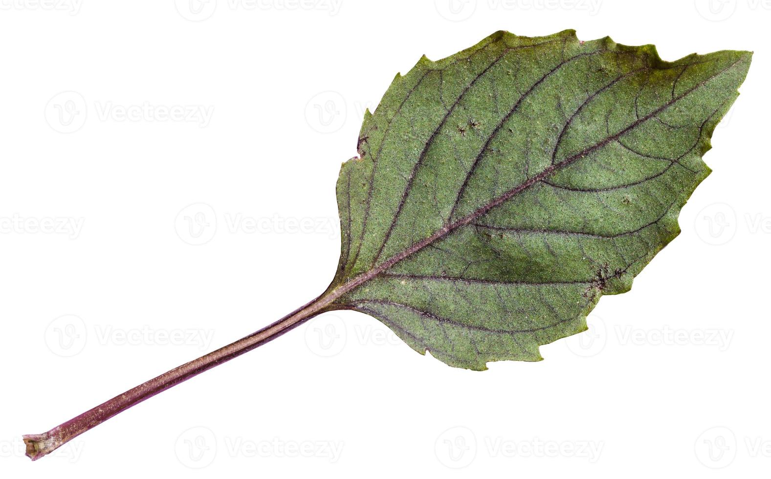 back side fresh leaf of purple basil herb photo