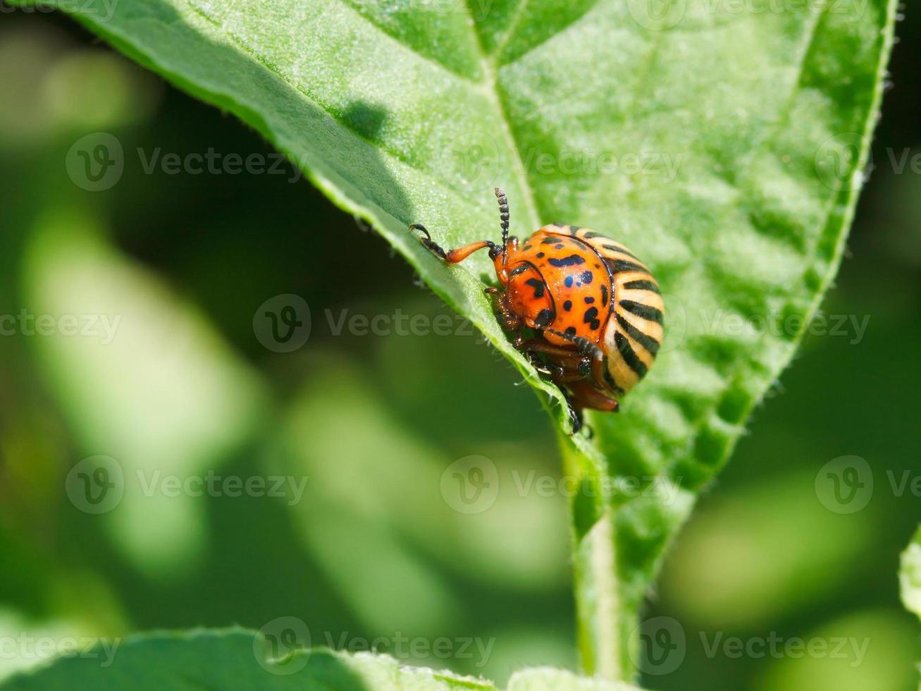 potato-bug-in-potatoes-leaves-11849797-stock-photo-at-vecteezy