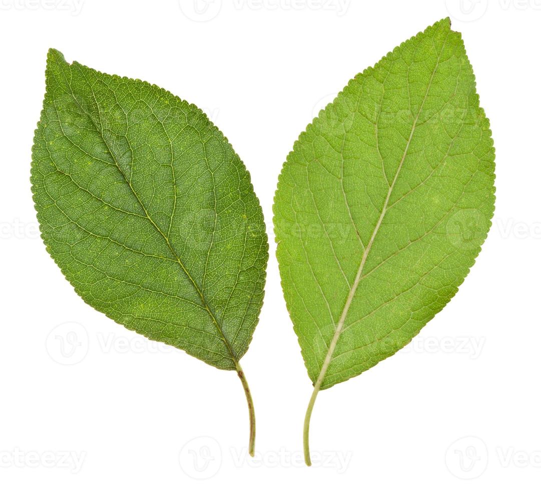 green leaves of plum tree photo