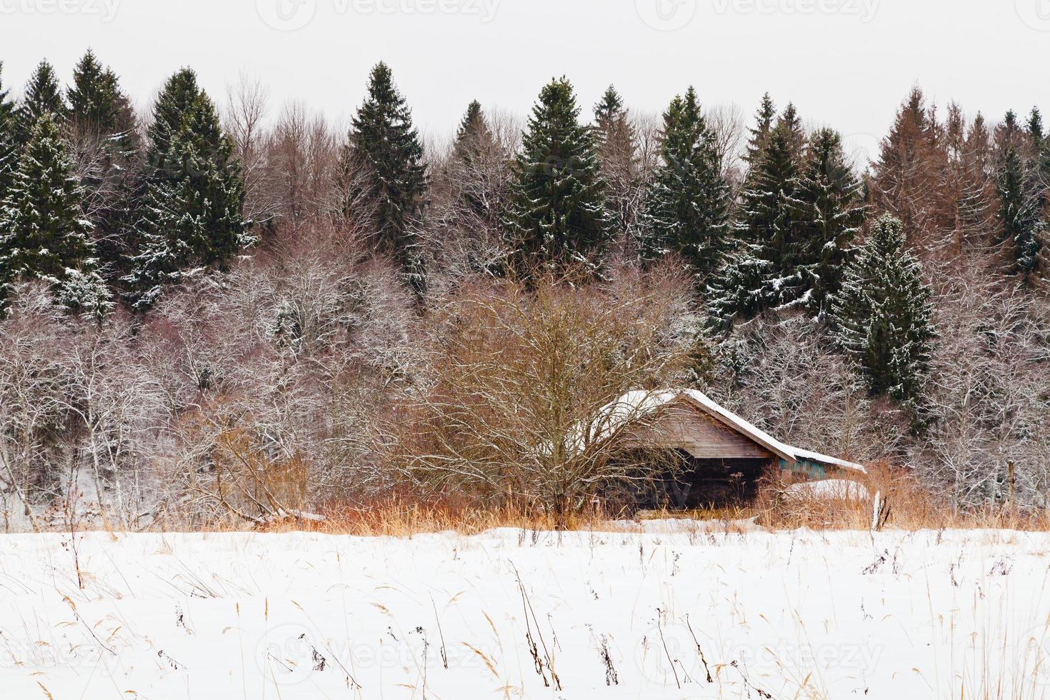 wooden house on edge of snowed forest photo